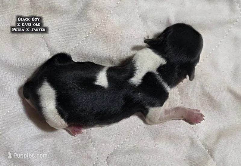 AKC male Papillon - Black Boy – Papillon puppy for sale in Cadiz, KY