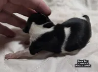 AKC male Papillon - Black Boy, a male Papillon for sale in Cadiz, KY – Photo 2 of 10