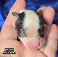 AKC Silver Boy - tri-color, a male Papillon for sale in Cadiz, KY – 5 of 5