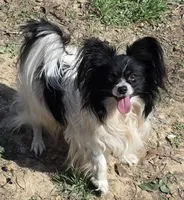 5 year old AKC male, a male Papillon for sale in Cadiz, KY – 3 of 3