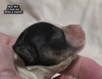 AKC male Papillon - Blue Boy, a male Papillon for sale in Cadiz, KY – Photo 5 of 10