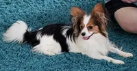 AKC male Papillon - Blue Boy, a male Papillon for sale in Cadiz, KY – Photo 7 of 10