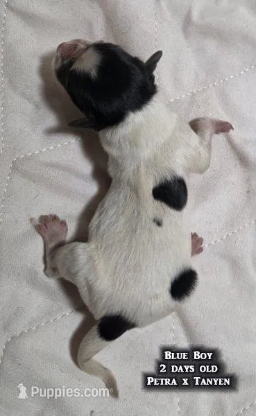 AKC male Papillon - Blue Boy – Papillon puppy for sale in Cadiz, KY