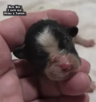 AKC male Papillon - Blue Boy, a male Papillon for sale in Cadiz, KY – Photo 2 of 10