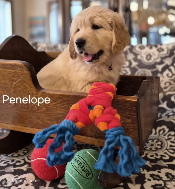Penelope