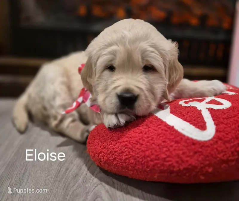 Eloise