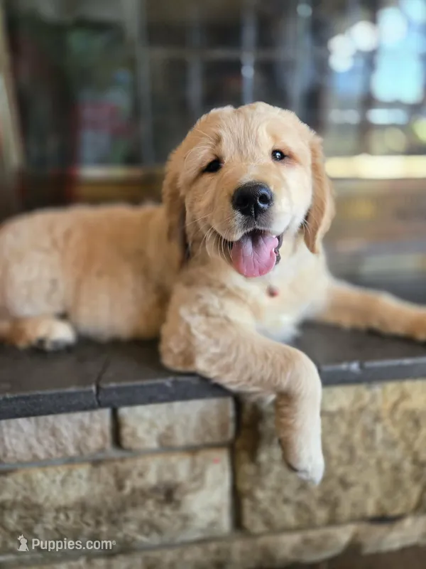Eloise – Golden Retriever, English Cream Golden Retriever puppy for sale in Erie, PA