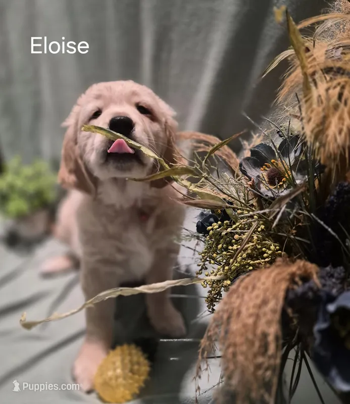 Eloise