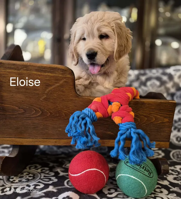 Eloise