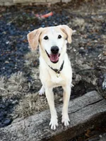 Uranium, a male Labrador Retriever for sale in Clever, MO – Photo 1 of 7