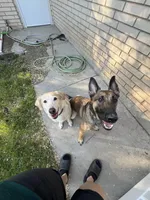Uranium, a male Labrador Retriever for sale in Clever, MO – Photo 7 of 7