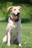 Uranium, a male Labrador Retriever for sale in Clever, MO – Photo 2 of 7