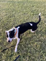 Bosco, a male Boxer and American Bully for sale in Clever, MO – Photo 7 of 8