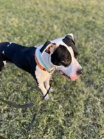 Bosco, a male Boxer and American Bully for sale in Clever, MO – Photo 5 of 8