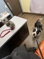 Bosco, a male Boxer and American Bully for sale in Clever, MO – Photo 6 of 8