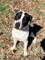 Bosco, a male Boxer and American Bully for sale in Clever, MO – Photo 2 of 8