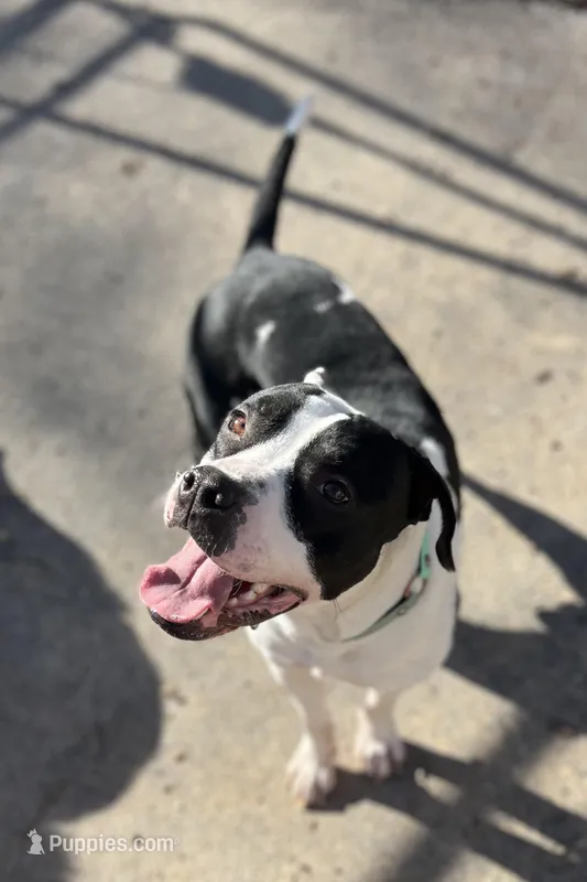 Bosco – Boxer, American Bully puppy for sale in Clever, MO