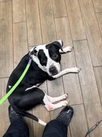 Bosco, a male Boxer and American Bully for sale in Clever, MO – Photo 8 of 8