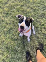 Bosco, a male Boxer and American Bully for sale in Clever, MO – Photo 4 of 8