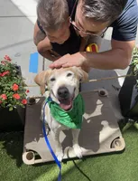 Uranium, a male Labrador Retriever for sale in Clever, MO – Photo 6 of 7