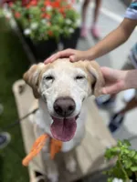 Uranium, a male Labrador Retriever for sale in Clever, MO – Photo 5 of 7
