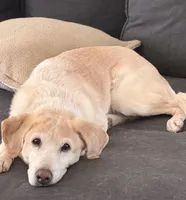 Uranium, a male Labrador Retriever for sale in Clever, MO – Photo 7 of 7