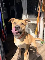 Mama, a female American Bully and American Pit Bull Terrier for sale in Clever, MO – Photo 4 of 8