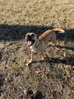 Mama, a female American Bully and American Pit Bull Terrier for sale in Clever, MO – Photo 7 of 8