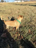 Mama, a female American Bully and American Pit Bull Terrier for sale in Clever, MO – Photo 6 of 8