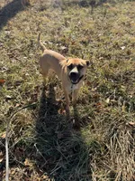 Mama, a female American Bully and American Pit Bull Terrier for sale in Clever, MO – Photo 8 of 8