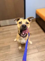 Mama, a female American Bully and American Pit Bull Terrier for sale in Clever, MO – Photo 2 of 8