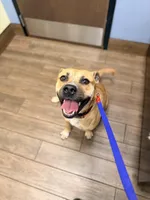 Mama, a female American Bully and American Pit Bull Terrier for sale in Clever, MO – Photo 3 of 8