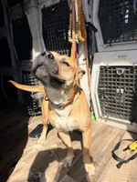 Mama, a female American Bully and American Pit Bull Terrier for sale in Clever, MO – Photo 5 of 8