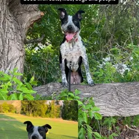 Peter, a male Australian Cattle Dog and Labrador Retriever for sale in Clever, MO – Photo 2 of 10