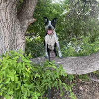 Peter, a male Australian Cattle Dog and Labrador Retriever for sale in Clever, MO – Photo 5 of 10