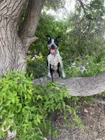 Peter, a male Australian Cattle Dog and Labrador Retriever for sale in Clever, MO – Photo 10 of 10