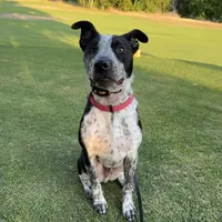 Peter, a male Australian Cattle Dog and Labrador Retriever for sale in Clever, MO – Photo 8 of 10