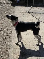 Peter, a male Australian Cattle Dog and Labrador Retriever for sale in Clever, MO – Photo 7 of 10