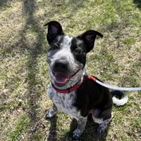 Peter, a male Australian Cattle Dog and Labrador Retriever for sale in Clever, MO – Photo 9 of 10