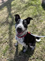 Peter, a male Australian Cattle Dog and Labrador Retriever for sale in Clever, MO – Photo 9 of 10