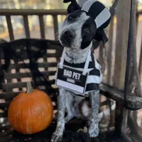 Peter, a male Australian Cattle Dog and Labrador Retriever for sale in Clever, MO – Photo 7 of 10