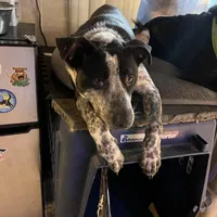 Peter, a male Australian Cattle Dog and Labrador Retriever for sale in Clever, MO – Photo 6 of 10