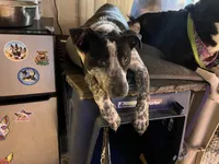 Peter, a male Australian Cattle Dog and Labrador Retriever for sale in Clever, MO – Photo 5 of 10