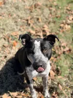 Peter, a male Australian Cattle Dog and Labrador Retriever for sale in Clever, MO – Photo 4 of 10