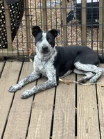 Peter, a male Australian Cattle Dog and Labrador Retriever for sale in Clever, MO – Photo 6 of 10