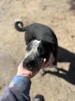 Peter, a male Australian Cattle Dog and Labrador Retriever for sale in Clever, MO – Photo 2 of 10