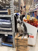 Peter, a male Australian Cattle Dog and Labrador Retriever for sale in Clever, MO – Photo 3 of 10