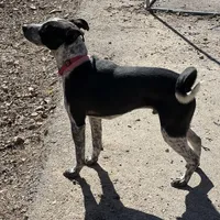 Peter, a male Australian Cattle Dog and Labrador Retriever for sale in Clever, MO – Photo 10 of 10