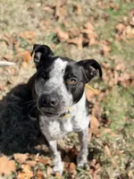 Peter, a male Australian Cattle Dog and Labrador Retriever for sale in Clever, MO – Photo 1 of 10