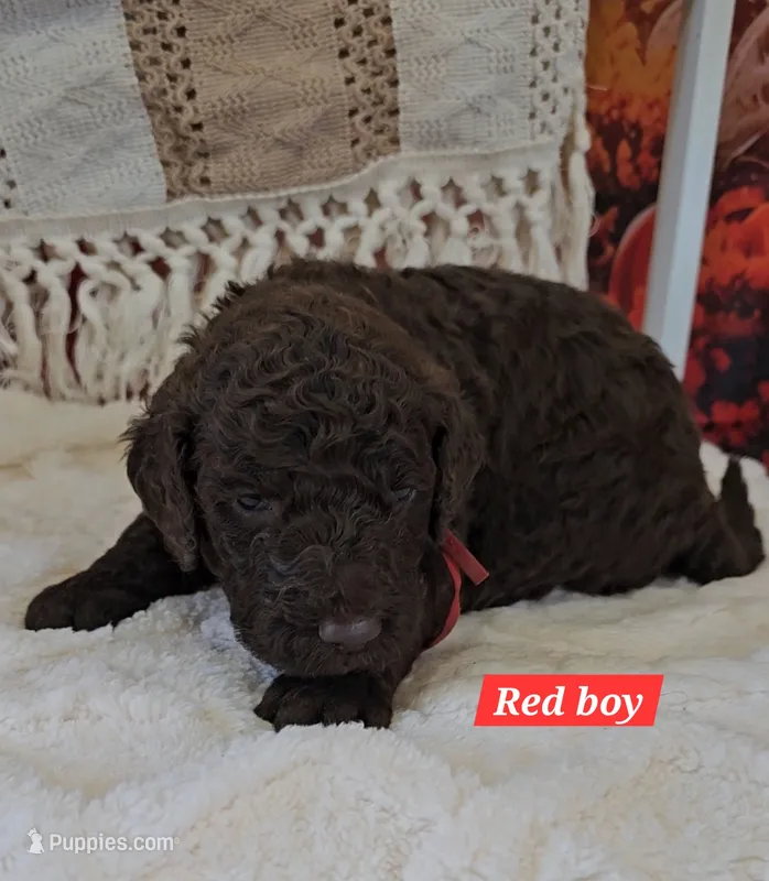 Red Boy – Poodle - Standard  puppy for sale in Bedford, PA